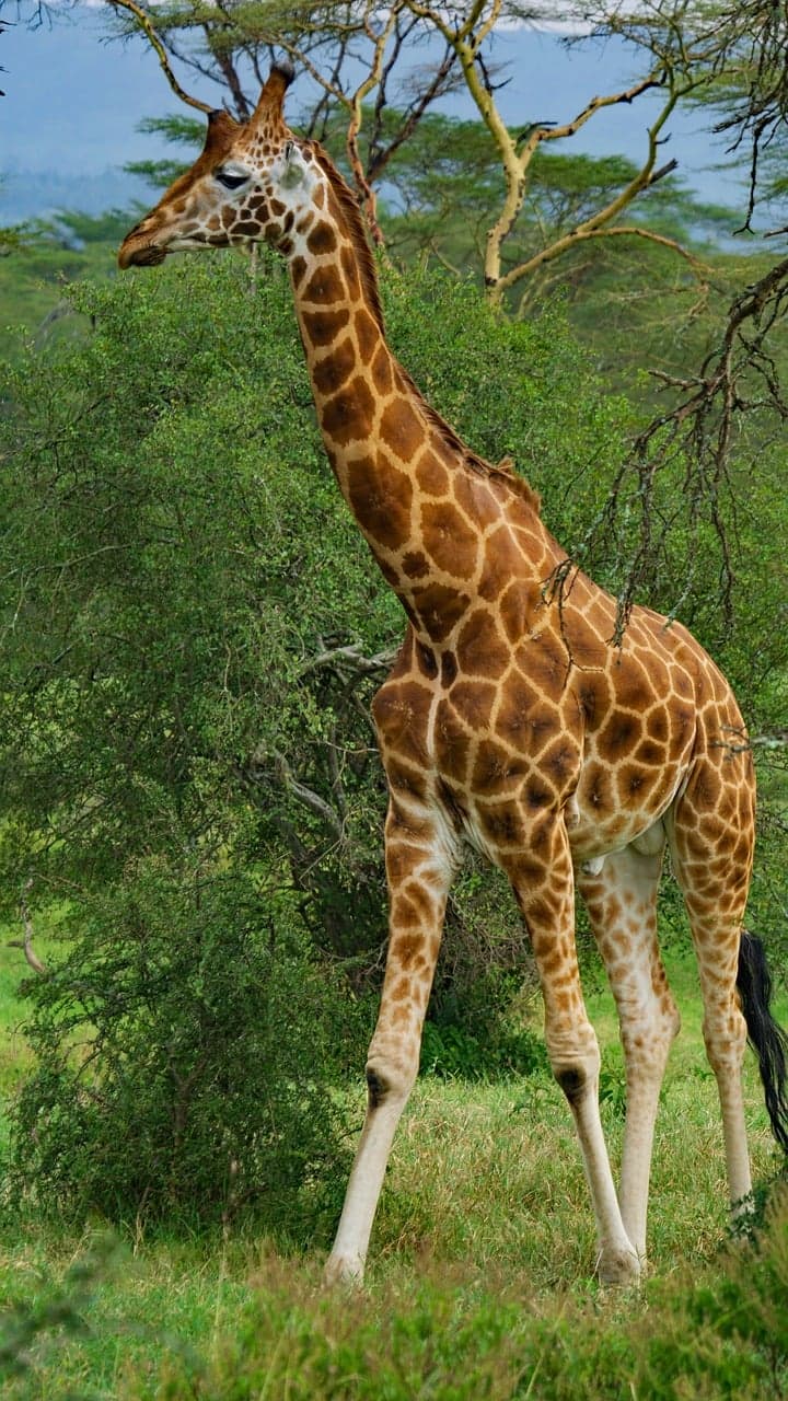 Flamingi nad jeziorem Nakuru