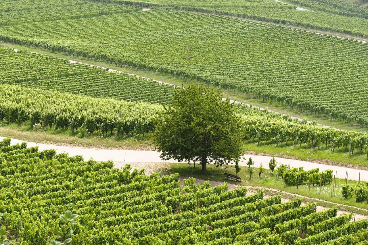 Widok na pola ryżowe w okolicach Hoi An
