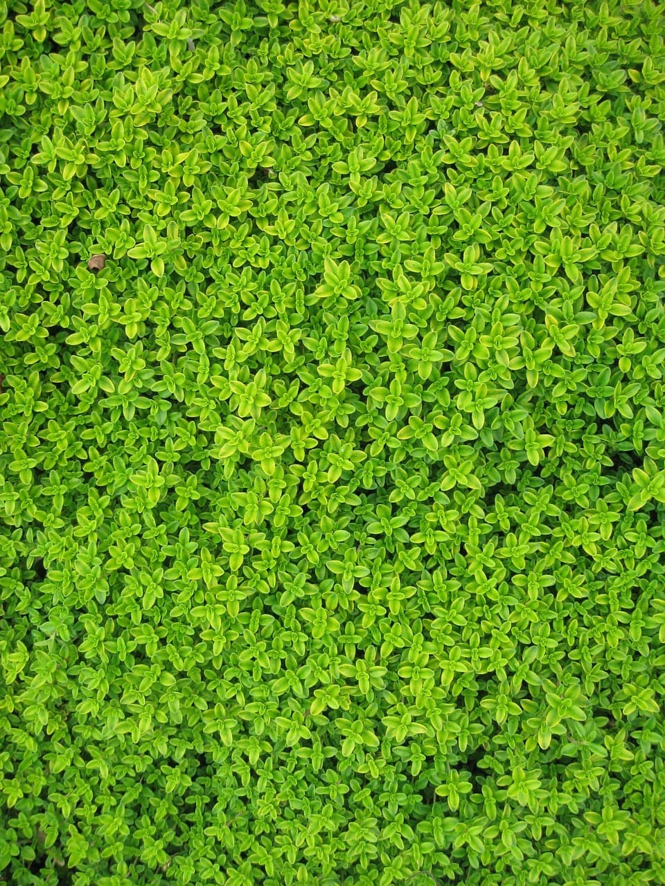 Ogród Botaniczny w Kopenhadze