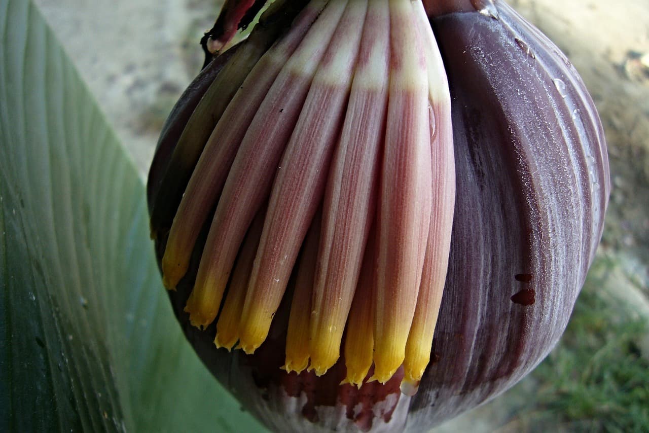 Rekomendacja dla podróżujących do Puerto Plata