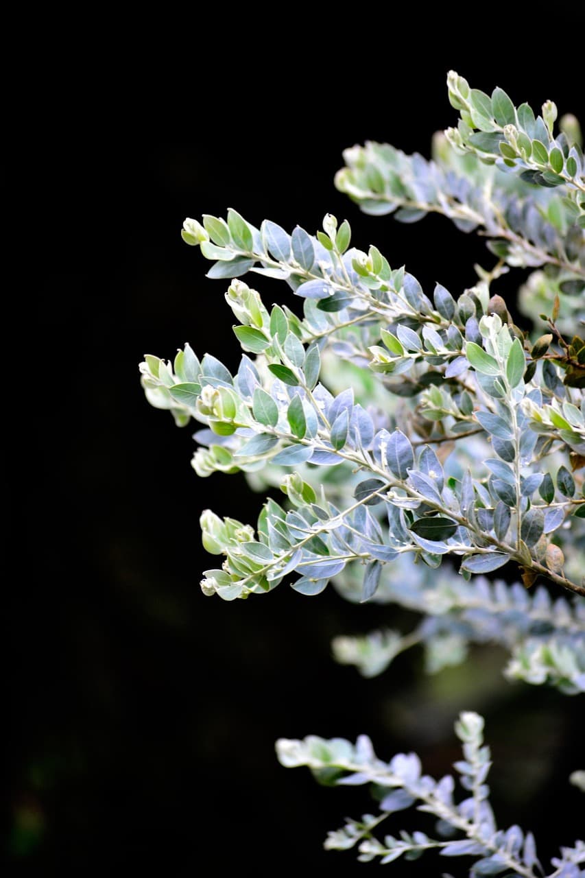 Widok na Nuwara Eliya, Sri Lanka