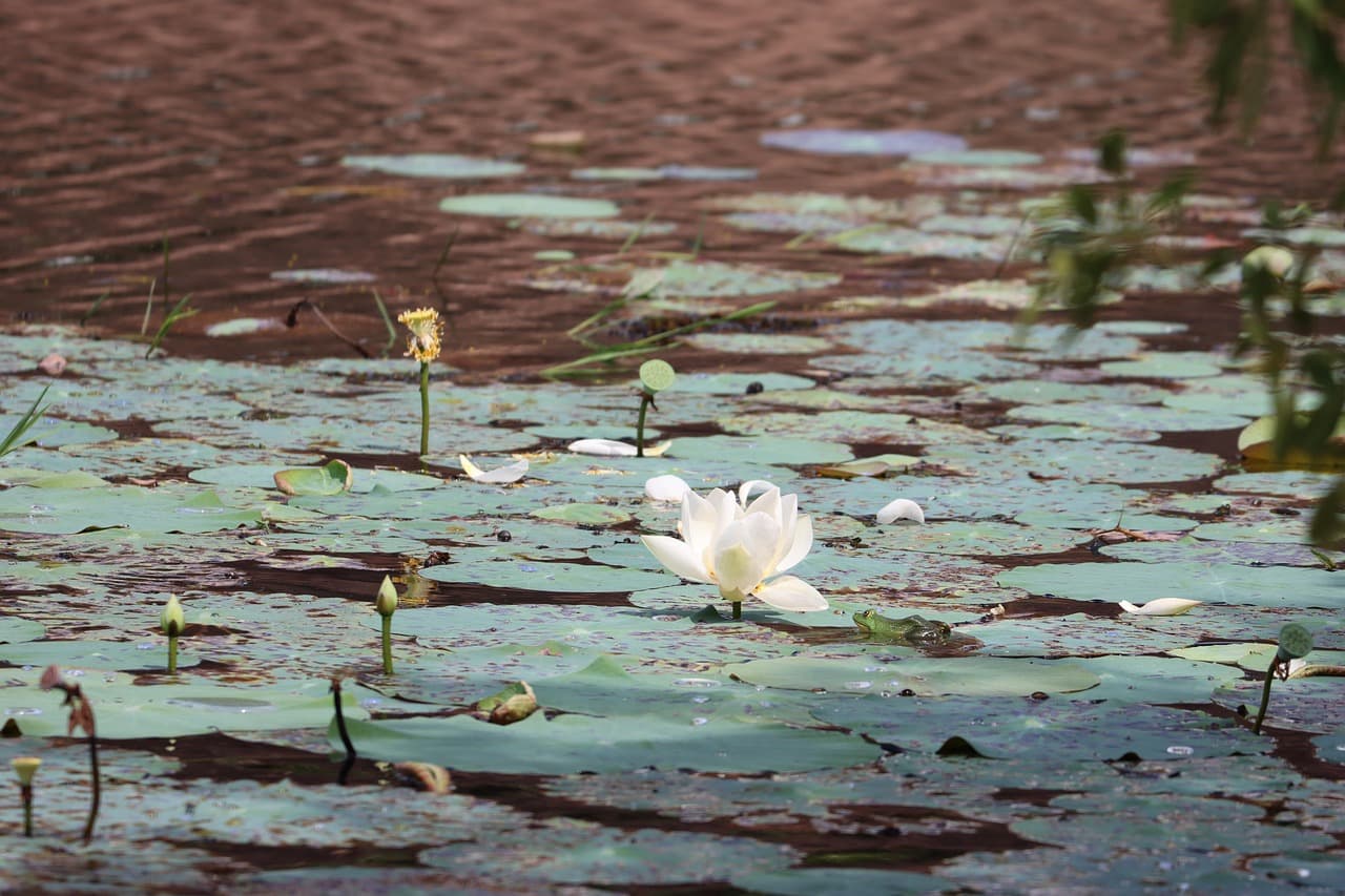 Ruiny w Anuradhapura, Sri Lanka