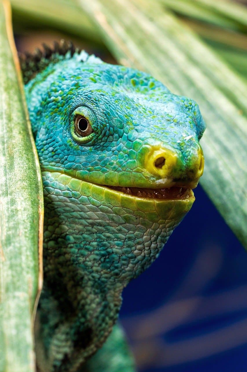 Lekcja gotowania w Fiji