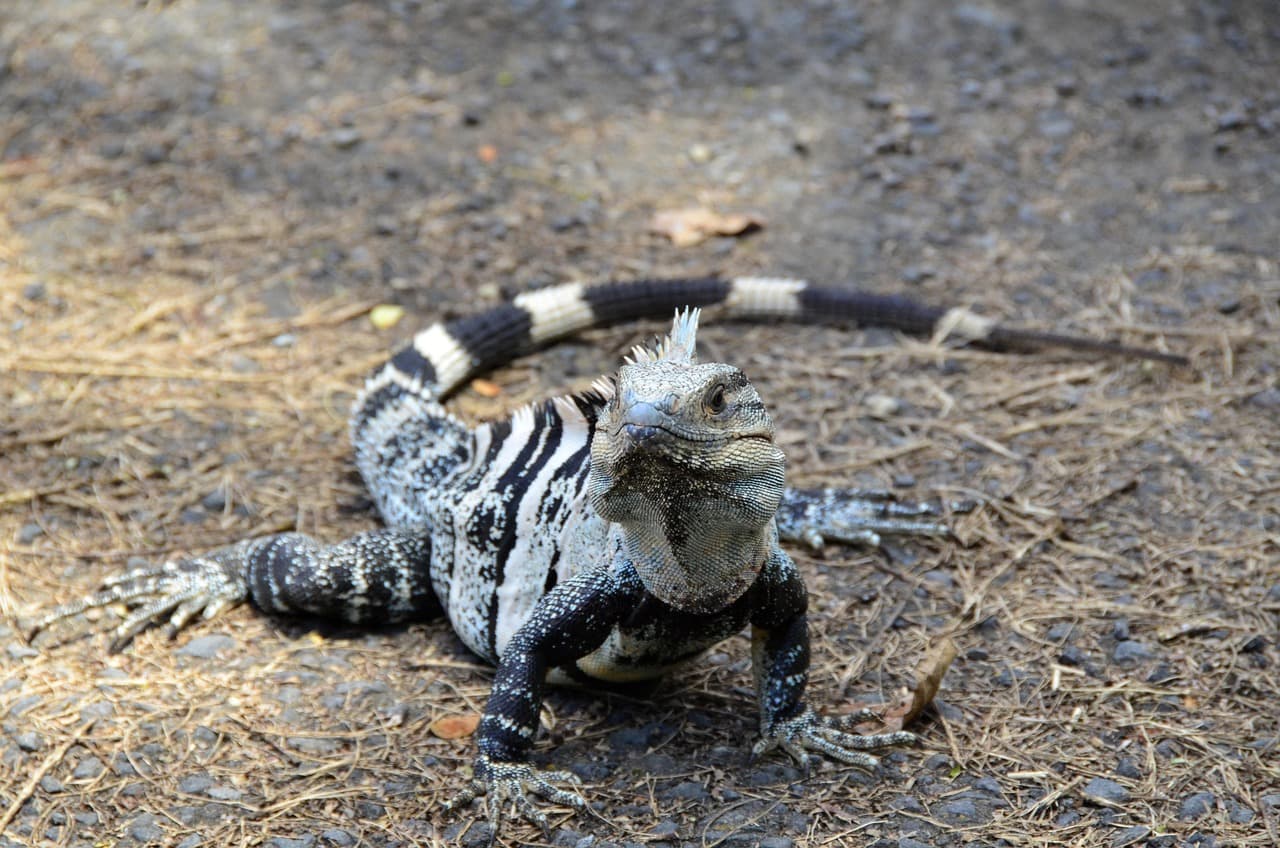 Plaża w Manuel Antonio