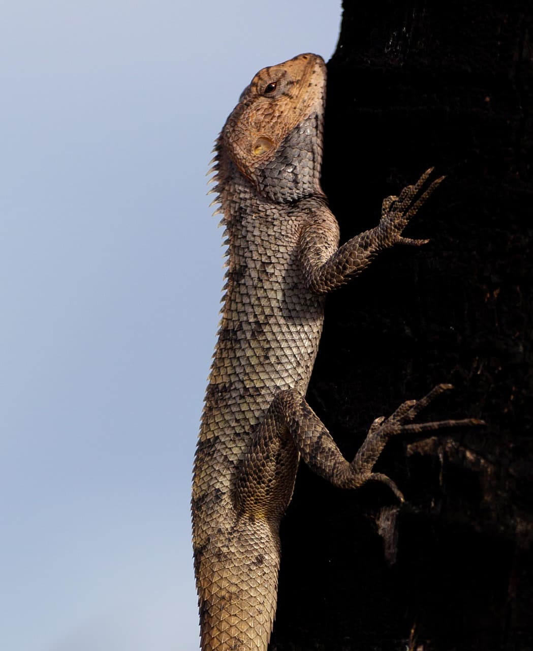 Widok na plażę na Mauritiusie