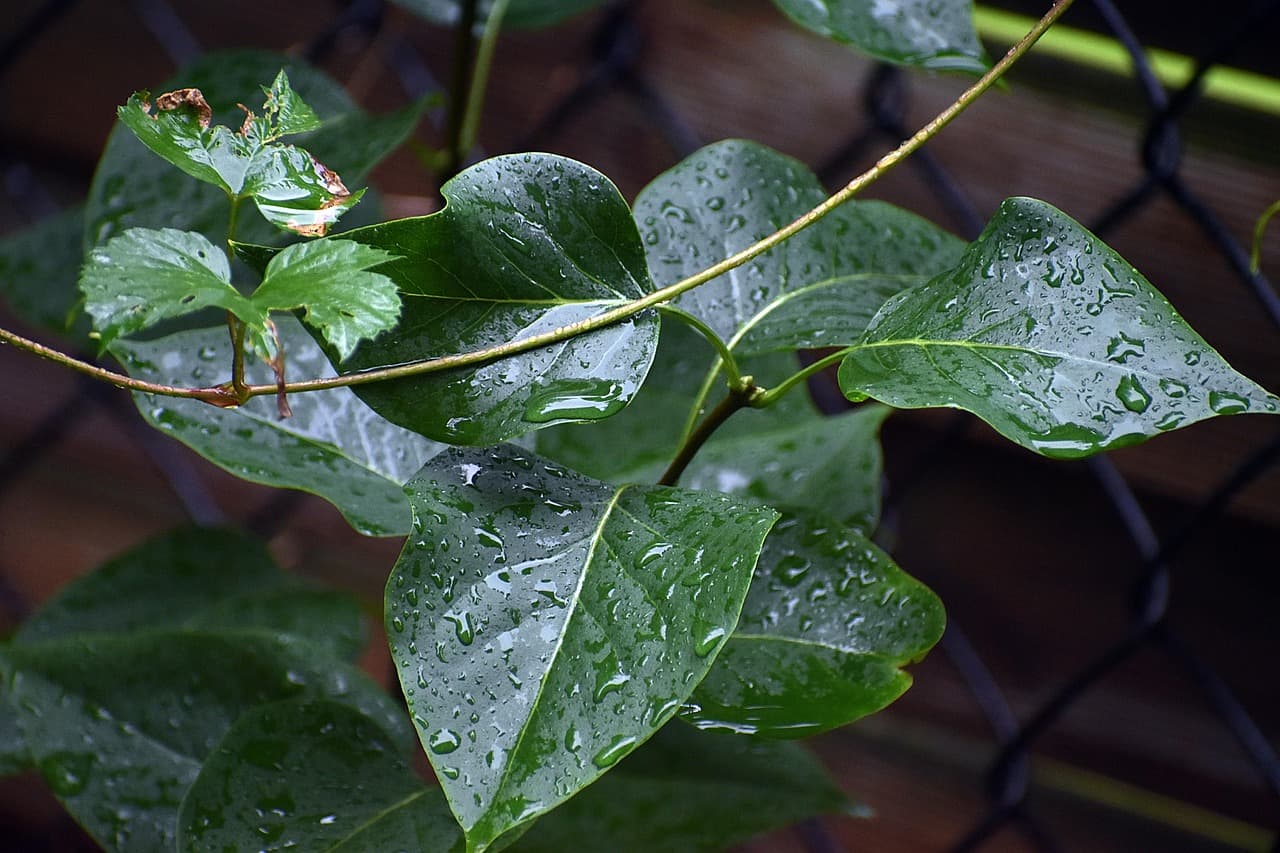 Widok na medynę w Marrakeszu