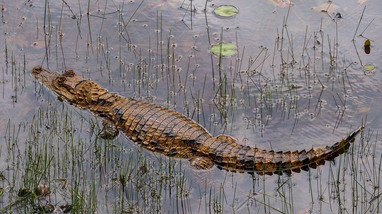 Las Mgielny Monteverde
