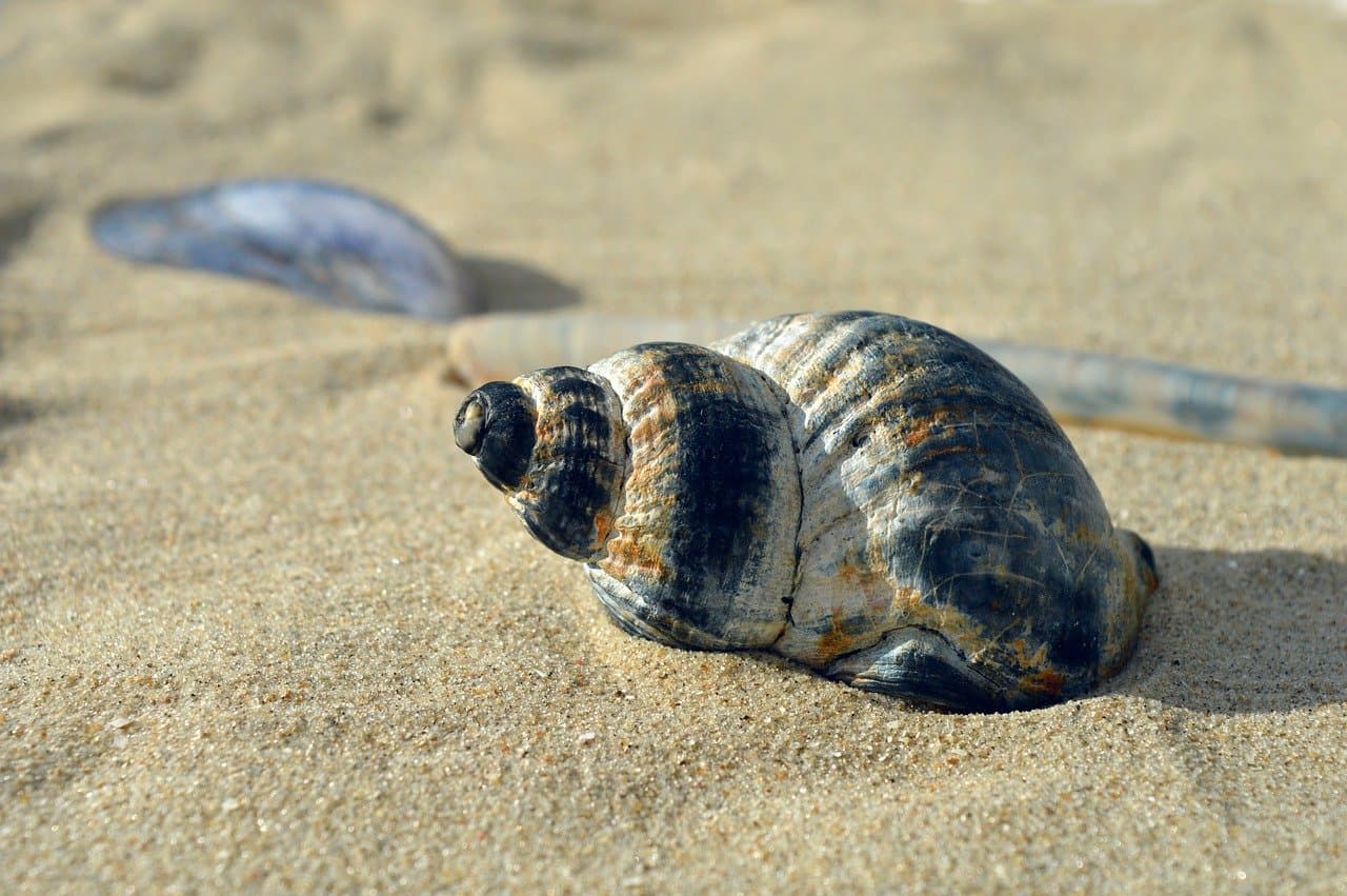 Widok na Złote Piaski