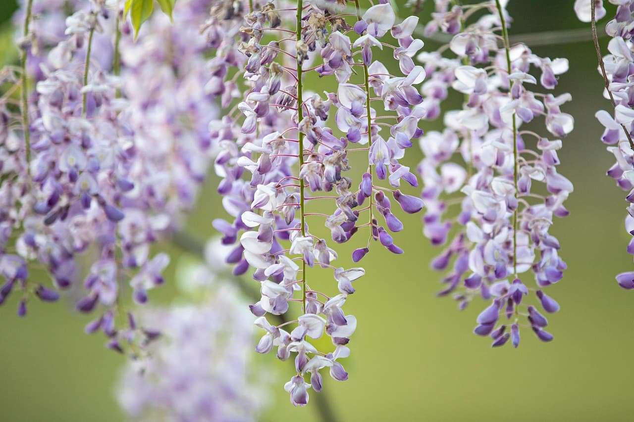 Ogrod Botaniczny w Coimbrze