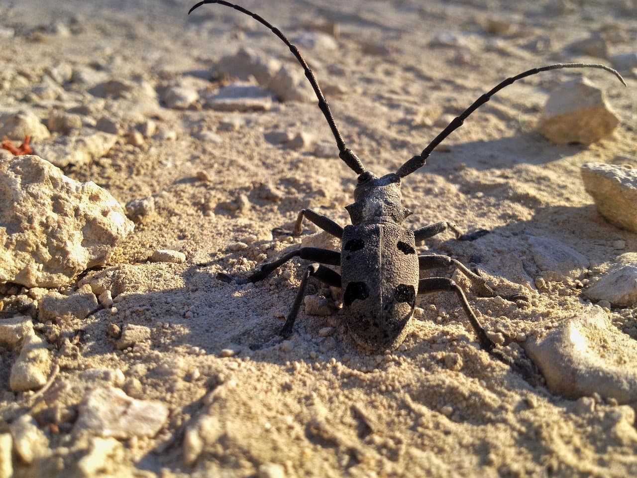 Widok na nocne niebo w Omanie