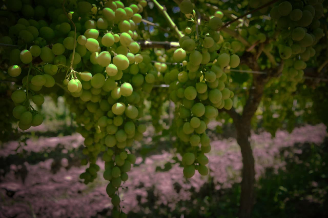 Degustacja win w Tariji