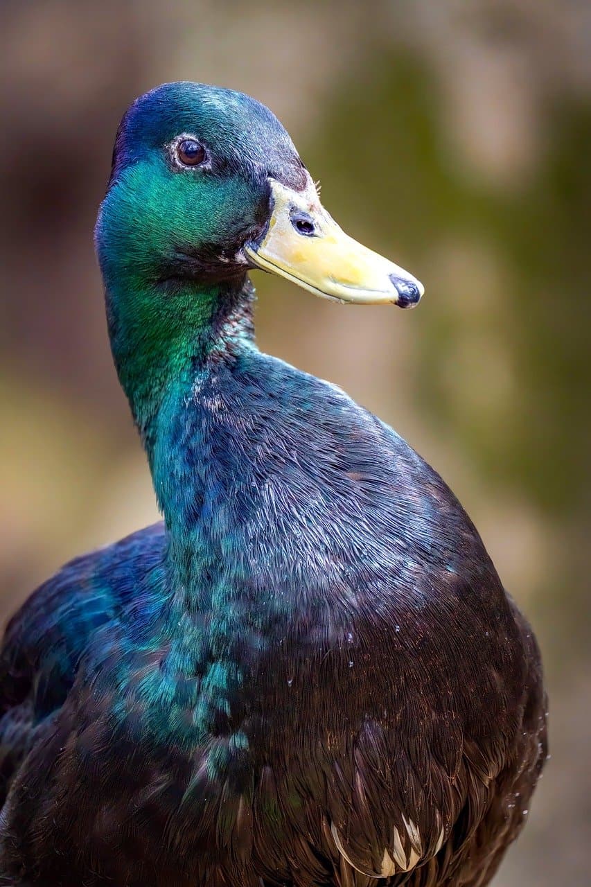 Widok na rzekę Dimçay