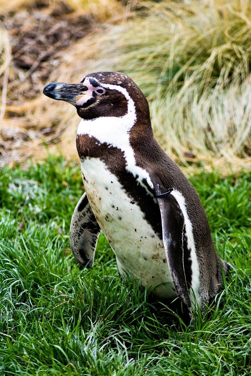 Pingwiny Humboldta w Parku Narodowym Paracas