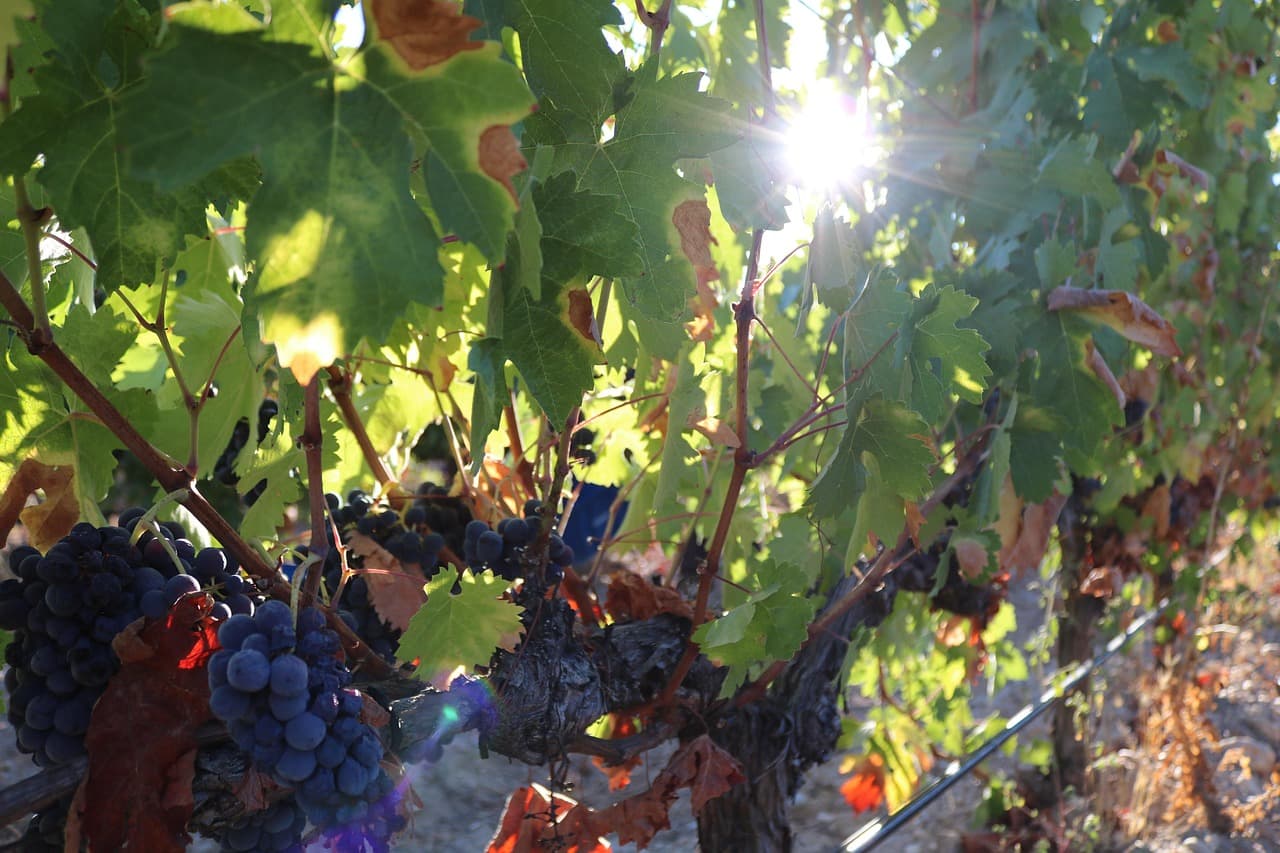 Danina z owoców morza