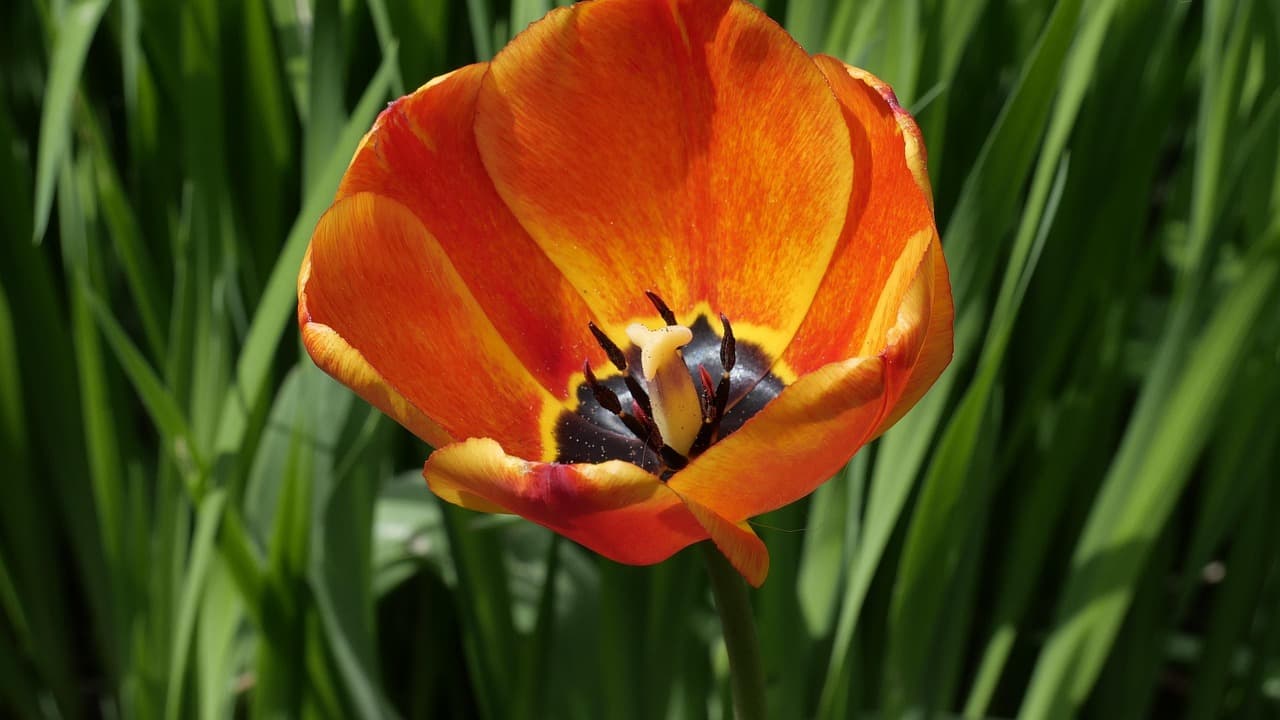 Sceneria Azorów zachęcająca do podróży